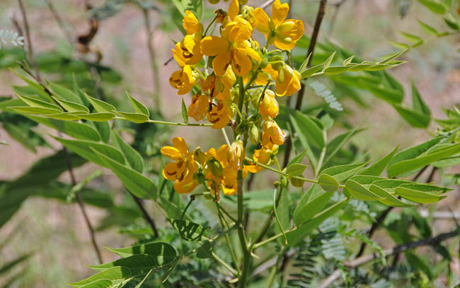 Senna hirsuta v glaberrima, Woolly Senna Senna hirsuta v glaberrima, Woolly Senna
